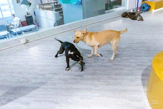 超400㎡咖啡馆,阿富汗猎犬,雪纳瑞.