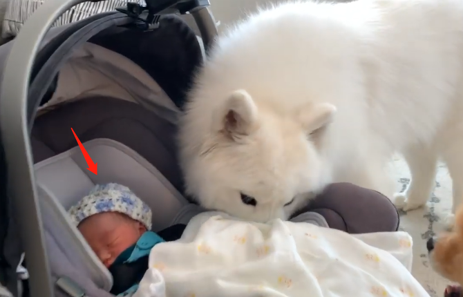 女主人生了寶寶，告訴大白狗是它弟弟，沒想到被「暖哭」了 寵物 第2張