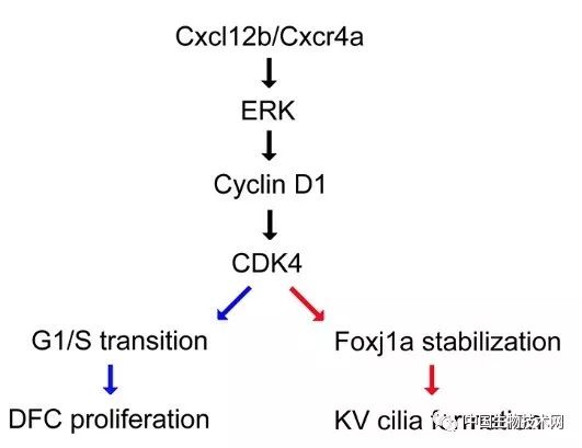 cxcl12b/cxcr4a信号通路调节细胞增殖及纤毛形成中国生物技术网诚邀