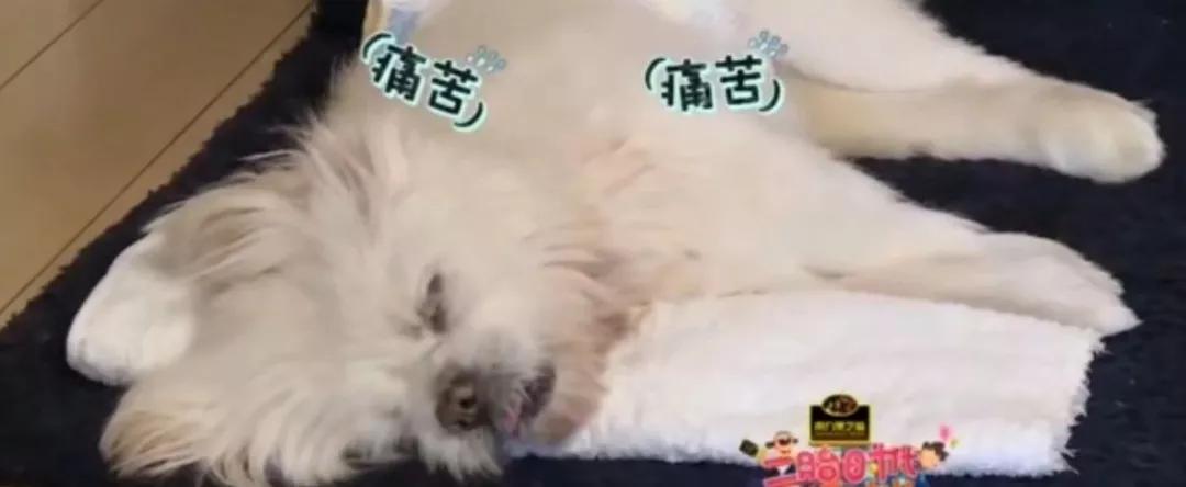 潘長江「120歲」高壽狗狗，曾與死神對抗4年… 寵物 第2張