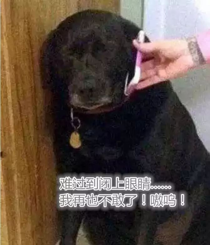 怎么看小狗有没有被咬坏 98da166b7f064d9bba9c8e1601efbb53.jpeg