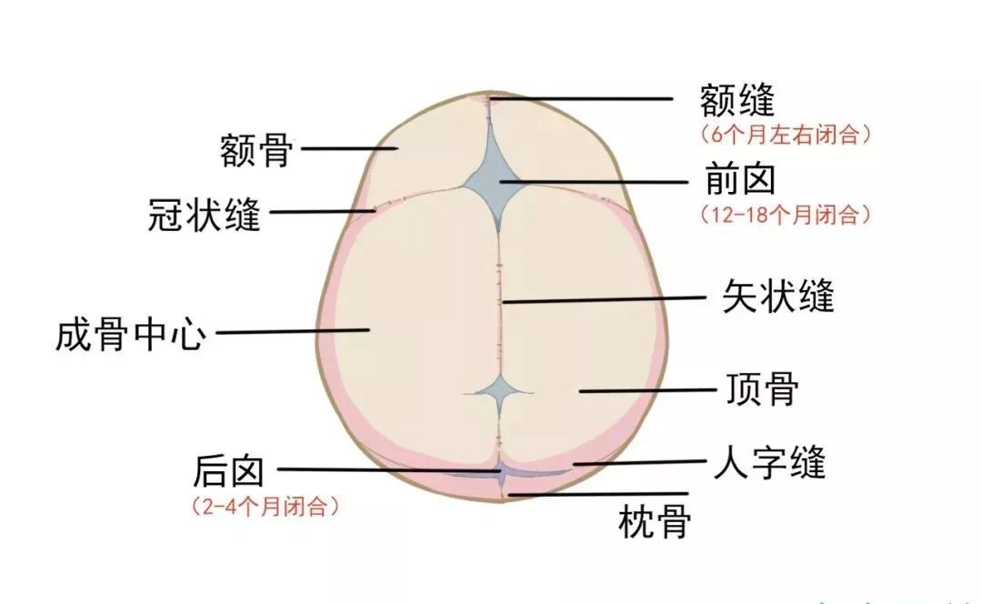                     头型会影响智力发育？孩子睡扁头好还是圆头好？