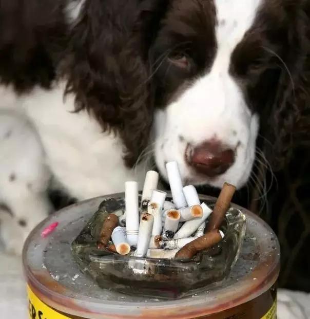 煙民養狗，狗子患上肺癌概率上升60%！狗狗也要遠離二手煙… 寵物 第6張