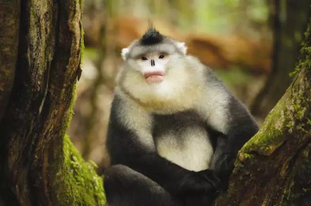 梦境中的奇妙转变，梦见狗儿化孩童，呼唤妈妈求拥抱