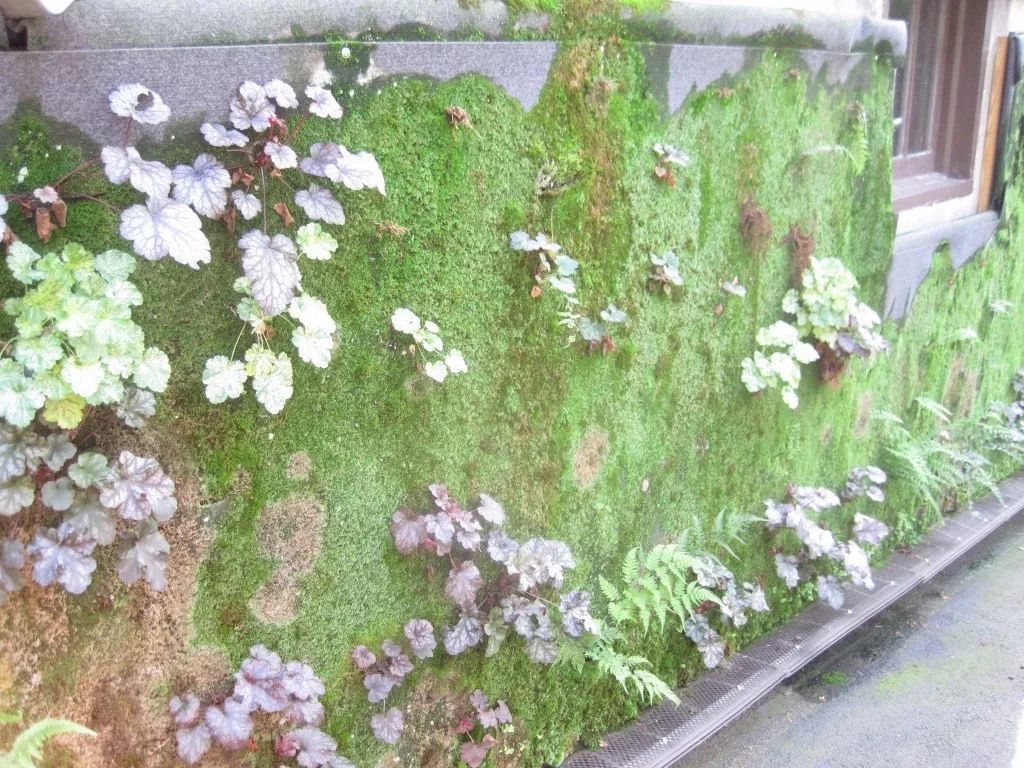 历时2年时间打造的苔藓植物墙是你所想要的样子吗