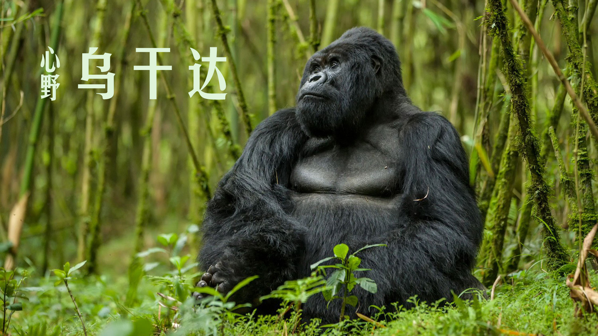 去非洲旅游,到底安全不安全?