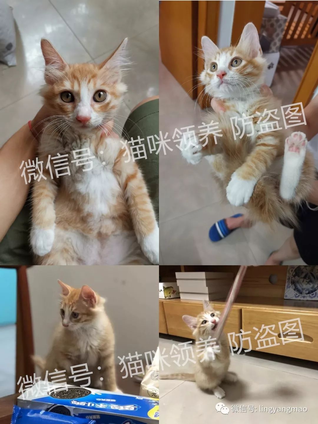 【喵星人寻领养】_猫咪