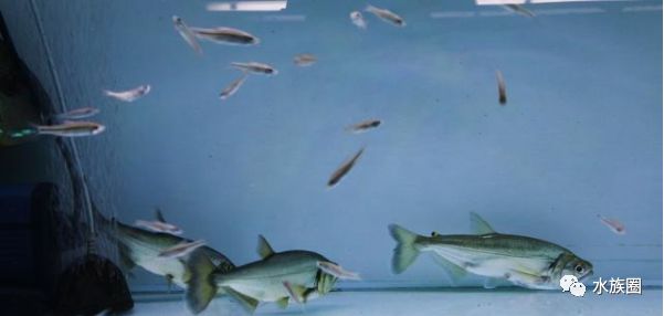 鱼多久长大 c1a67a67801c440ebc8de1e24a0e581a.jpeg