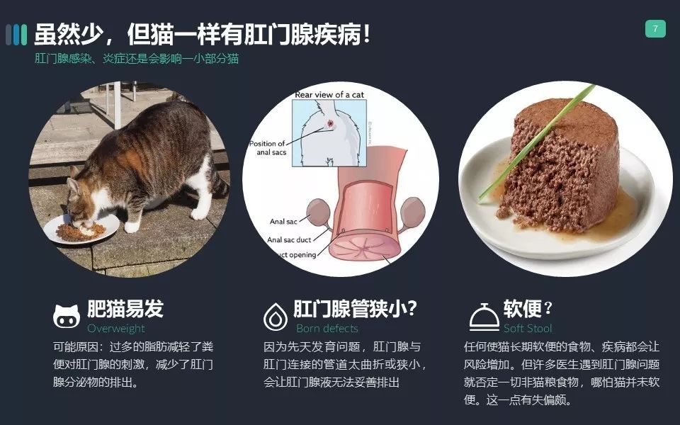 你家猫肛门腺那点事儿...挤？不挤？