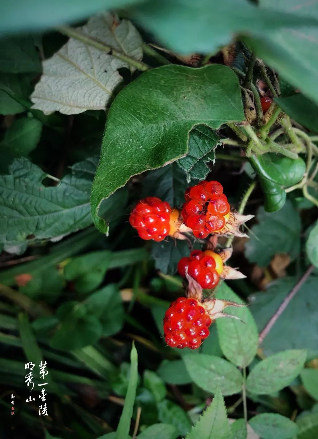 植物百科丨茅莓:童年记忆里的味道