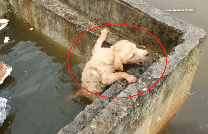 網友買到「假金毛」，結果直接把它丟進水池，還好遇到了他 寵物 第2張