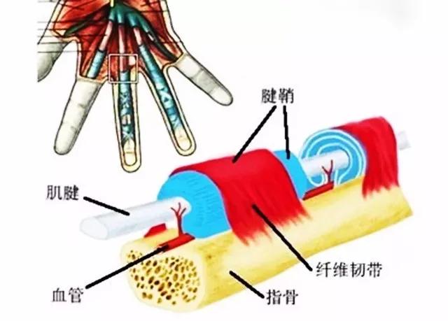 人口胀痛_两胁胀痛位置图片(2)