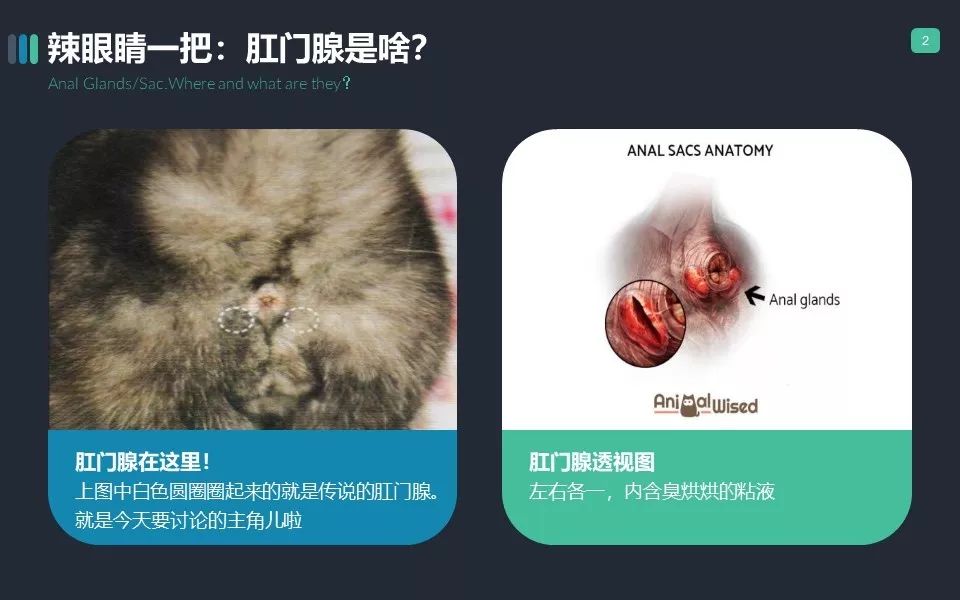 你家猫肛门腺那点事儿...挤？不挤？
