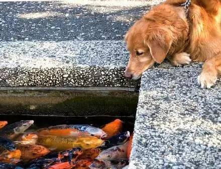 狗狗和鯉魚的深情對視，這是一個跨越種族的愛情 寵物 第5張