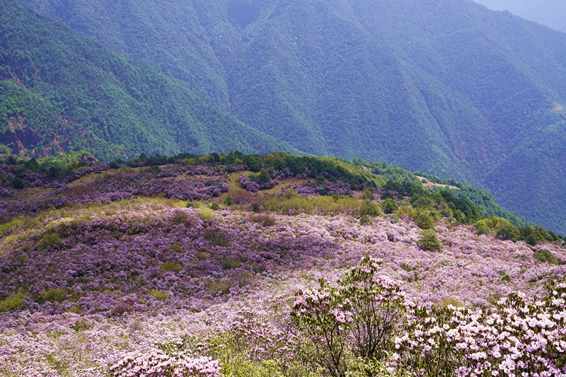 2019年德昌文旅康养招商推介会第四站:走进拉萨