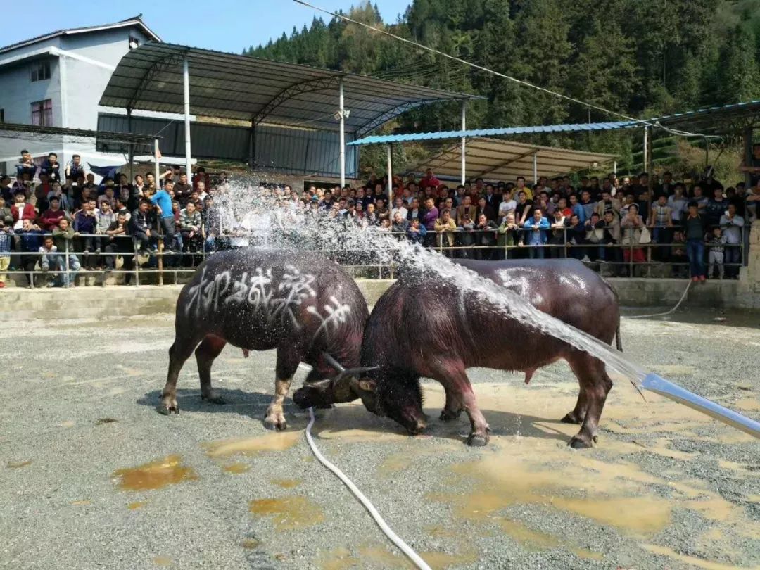 今天,三江县平流村中秋斗牛赛正式向全世界发出邀请