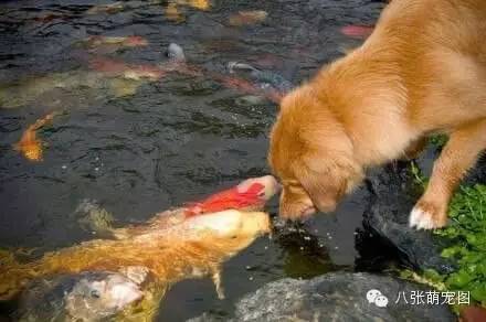 狗狗和鯉魚的深情對視，這是一個跨越種族的愛情 寵物 第2張