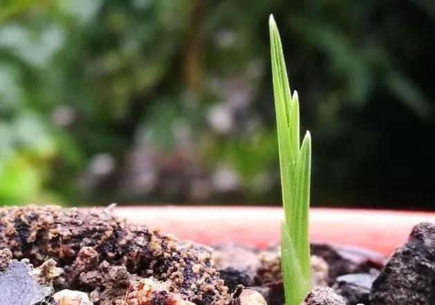 只用野生兰花生长地的土壤中,才会含有大量的兰花益生菌类.