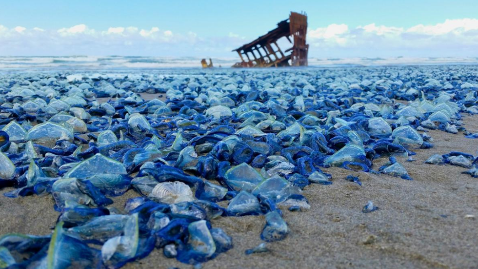 沙灘上出現密密麻麻的「藍寶石」，當地居民只能觀望不敢撿拾 寵物 第3張