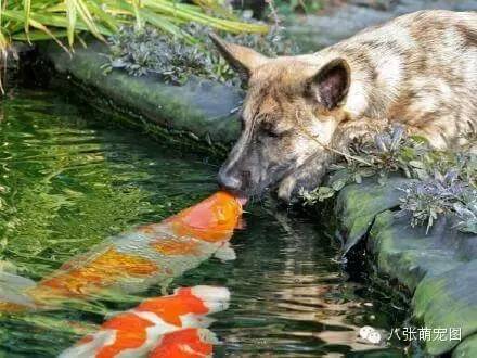 狗狗和鯉魚的深情對視，這是一個跨越種族的愛情 寵物 第4張