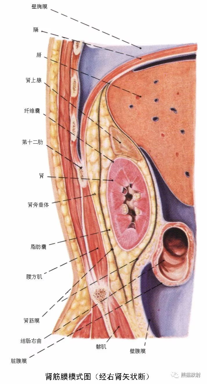 前列腺mri解剖,各类示意图(可点击图片放大查看) ↓ 膀胱壁结构 (1)肾