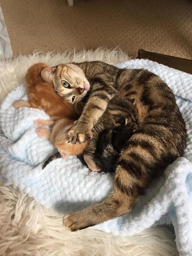 四隻小奶貓被收養後，流浪貓媽媽上門來探望，女孩的做法讓人暖心 寵物 第4張