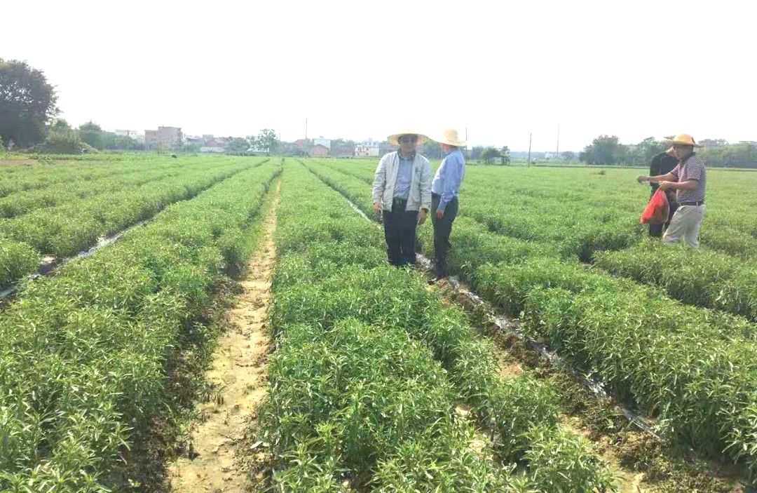 【点赞】赣县区:做大做强甜叶菊产业,让种植户"甜"到心坎上!