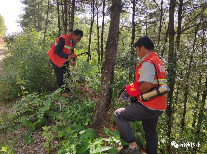 彝良新增2500名生态护林员,充分发挥林业生态扶贫优势