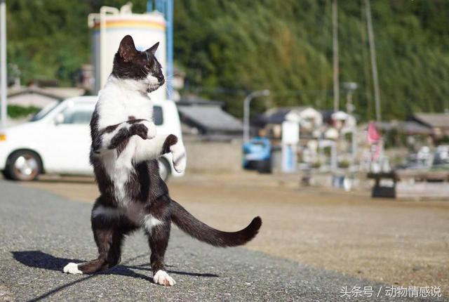 猫咪不愁吃喝,每天并没有吃完就睡,猫咪贪玩的天性,让这些猫咪打斗.