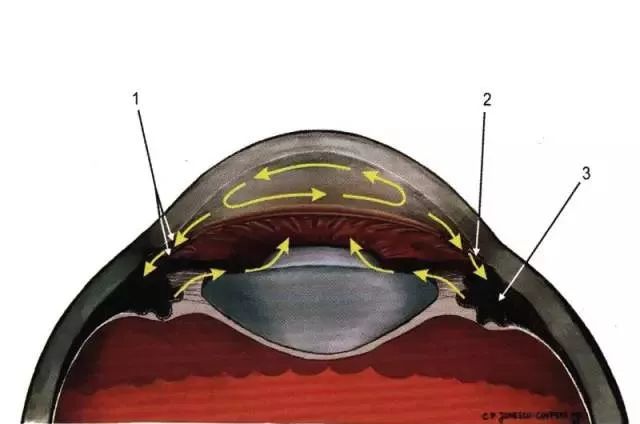 精美眼科解剖图(眼科医师请收藏!)_眼球