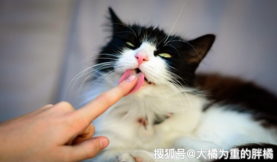 你有被猫咪"舔手指"吗?它想传达这4种意思,被咬时要大声吵它