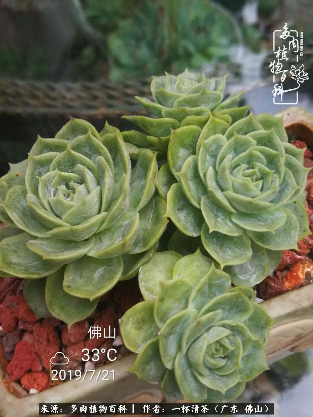 昂斯诺