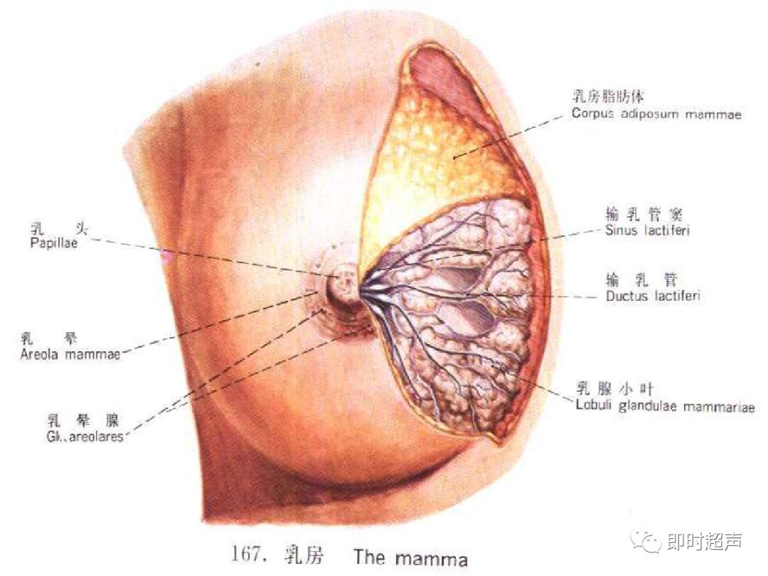 腺叶之间有丰富的脂肪结缔组织,称叶间结缔组织乳管系统以乳头为中心