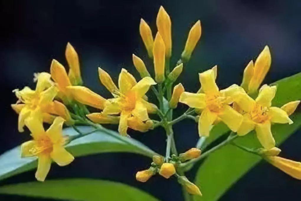 毒药排名_兰博基尼毒药(3)