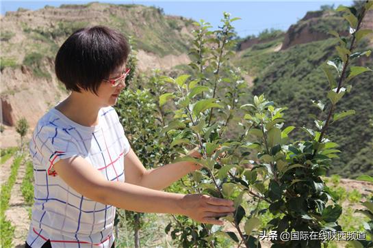 吴堡县有多少人口_陕西省榆林市吴堡县:人口仅有10万,火车、铁路从县城的上空