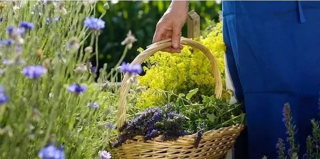 啥叫有机农业 2aa027cf314d4bab8c91aa5633e5aaf2.jpeg