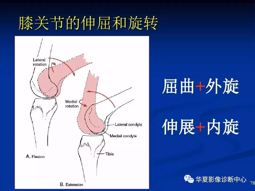 超全丨膝关节解剖基础