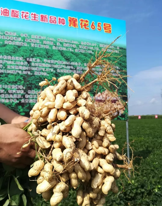 什么高油酸花生新品种吸引花生院士到场测产与观摩研讨