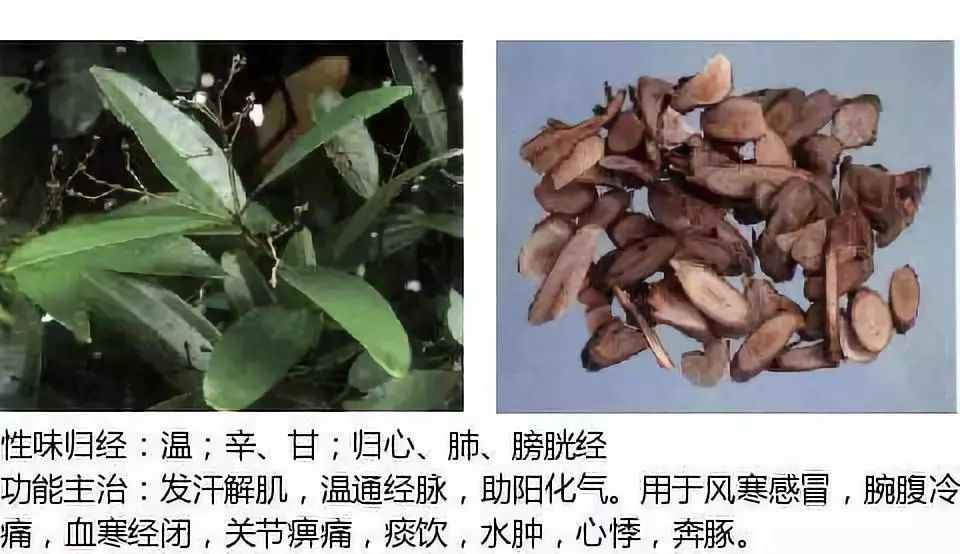 2019执业药师中草药图谱