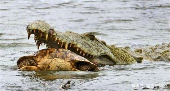 乌龟最致命的天敌,遇到这种动物,连壳都被吃掉