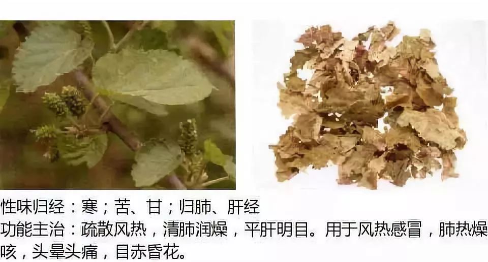 别名:铁扇子,蚕叶桑叶别名:甘葛,干葛,粉葛,葛条根葛根别名:地薰,茹