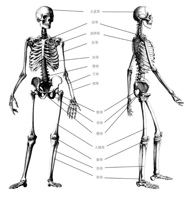 骨骼的正面与侧面认真观察人体骨骼的构造,对我们绘画有很大帮助,同时