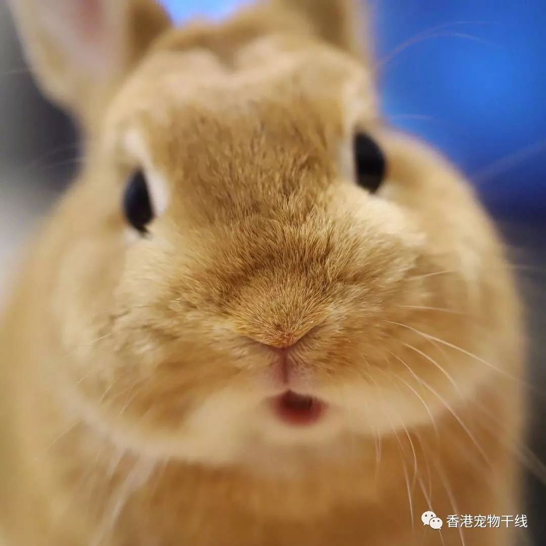 可爱的小兔子图片高清-动物美图-屈阿零可爱屋