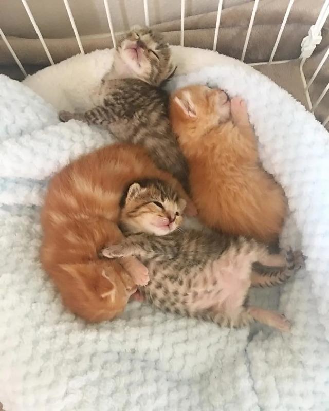 四隻小奶貓被收養後，流浪貓媽媽上門來探望，女孩的做法讓人暖心 寵物 第5張