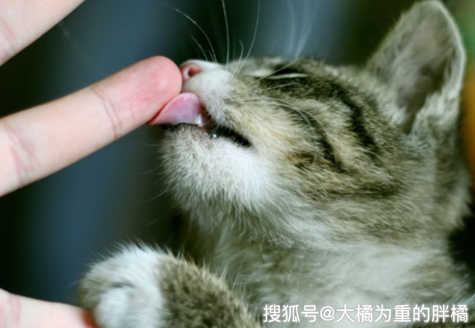 你有被猫咪"舔手指"吗?它想传达这4种意思,被咬时要大声吵它