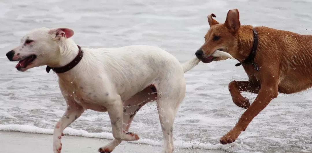 犬尾什么成语_成语故事简笔画