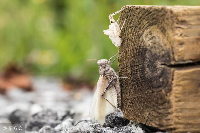 摩羯既会伪装,又爱伪装,让你根本看不出ta们心