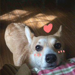 6e81d72075f54b43982e1268dcf05291.gif