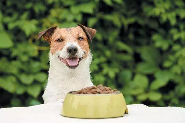 狗狗喂食的六个坏习惯,为了主子的健康你必须要看一下
