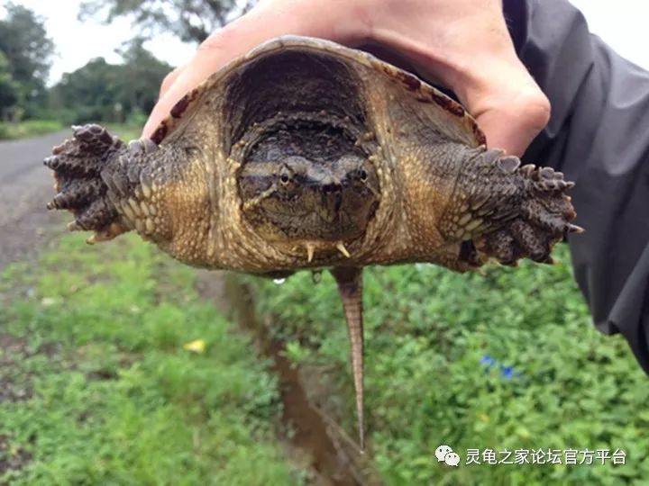 chelydra serpentina osceola 南美拟鳄龟(25-30摄氏度恒温饲养)